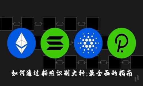 如何通过拍照识别犬种：最全面的指南